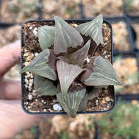 A hand is holding a small potted succulent plant with green, spiky leaves.