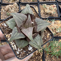 A hand is holding a potted succulent plant with green leaves and brown stems.