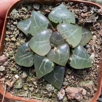 A potted succulent plant with green, jagged leaves arranged in a circular pattern.