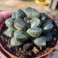 A close-up image of a potted succulent plant with dark green, spiky leaves.