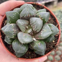A hand holding a potted succulent plant with green, spiky leaves.