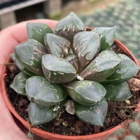 A hand is holding a potted succulent plant with dark green, spiky leaves.