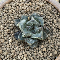 Rare Succulents - Haworthia Cooperi cv. Magic Thorn (2"-2.5")