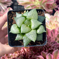 A hand is holding a small potted succulent plant with green and white speckled leaves.