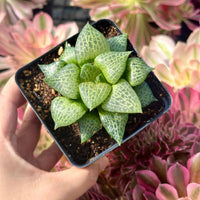 A hand is holding a small potted succulent plant with green and white speckled leaves.
