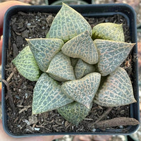 Rare Succulents - Haworthia Comptoniana Hakugei (3.5”)