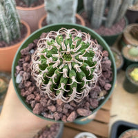 A hand is holding a green pot containing a cactus plant with long, thin, and spiky leaves.