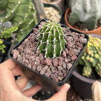 A hand is holding a small cactus plant in a black pot filled with small rocks.