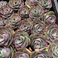 a close-up view of a collection of succulent plants with vibrant green and purple leaves arranged in a visually appealing pattern.