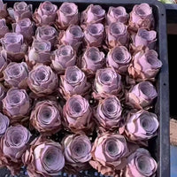 a large number of purple roses arranged in rows, creating a visually appealing display.