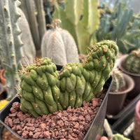 A close-up view of a cactus plant in a pot, surrounded by other cacti in the background.