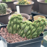 A close-up image of a cactus plant in a black pot, surrounded by other potted plants in the background.