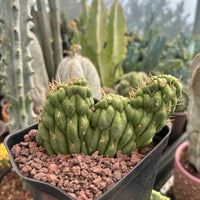 A hand is holding a potted cactus plant with green, spiny leaves in a greenhouse setting.