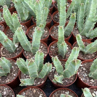 a collection of potted cacti arranged in rows, with each cactus plant having a similar appearance and green color.