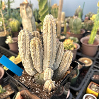 A hand is holding a potted cactus plant with a blue tag attached to it, surrounded by various other potted cacti in a greenhouse-like setting.