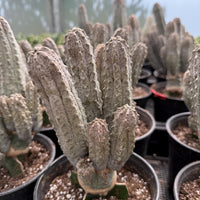 a collection of potted cacti plants arranged in rows, with a greenhouse visible in the background.