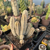A hand is holding a potted cactus plant in a greenhouse filled with various cacti and succulents.