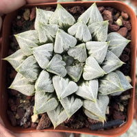 A close-up image of a potted succulent plant with numerous small, white, spiky leaves arranged in a circular pattern.