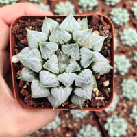 A hand is holding a small potted succulent plant with a round, white, spiky appearance.