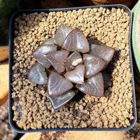 Rare Succulents - Haworthia Athena (2.5")