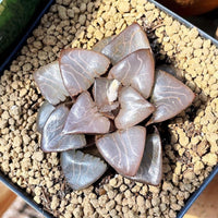 Rare Succulents - Haworthia Athena (2.5")