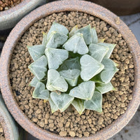 Rare Succulents - Haworthia Love (3")