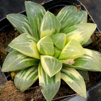 A potted succulent plant with green and white striped leaves, placed on a surface.