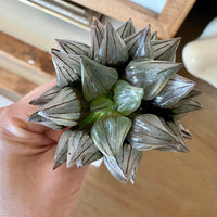 Rare Succulents - Haworthia magnifica var. atrofusca