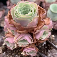 a close-up view of a vibrant, multi-colored succulent plant with a mix of green and pink hues. The plant appears to be in a pot or container, surrounded by other similar plants, creating a visually appealing and diverse arrangement.