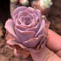 A close-up image of a hand holding a vibrant pink rose with delicate petals.