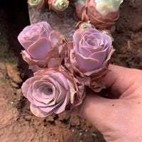 A hand is holding a cluster of pink succulent plants with green leaves, which appear to be growing in a garden or natural setting.