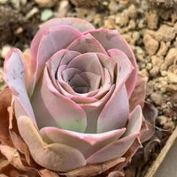 A close-up image of a vibrant pink succulent flower with delicate petals, set against a backdrop of rocks and soil.