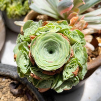 Rare Succulents - Aeonium Greenovia Moonlight Cluster