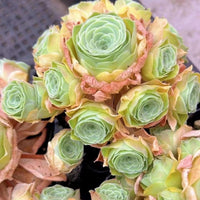 A close-up image of a vibrant bouquet of succulent plants, featuring a mix of green and pink hues.