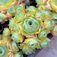 a close-up view of a cluster of vibrant green succulent plants with yellow and pink accents, arranged in a visually appealing manner.