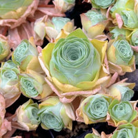 a close-up view of a cluster of succulent plants with vibrant green and yellow leaves, creating a visually striking and colorful display.