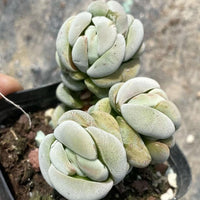 A close-up image of a potted succulent plant with white, fleshy leaves arranged in a circular pattern.