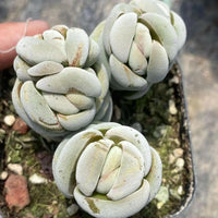 A hand is holding a small potted succulent plant with three distinct, white, rosette-shaped leaves.