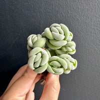A hand holding a cluster of small, green, twisted leaves against a dark background.