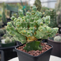 A potted cactus plant with green, spiny leaves and small yellow flowers, placed on a bed of small rocks.