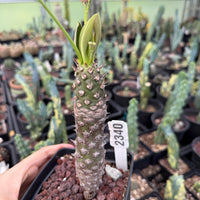 Rare Euphorbia Pachypodioides – Caudex Succulent Plant – Exotic Collector – Live Indoor/Outdoor Succulent
