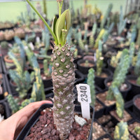 Rare Euphorbia Pachypodioides – Caudex Succulent Plant – Exotic Collector – Live Indoor/Outdoor Succulent