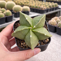 Rare Cactus, Astrophytum Myriostigm 2", Live Cactus Plant