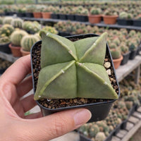 Rare Cactus, Astrophytum Myriostigm 2", Live Cactus Plant