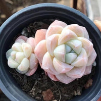 A potted succulent plant with large, delicate petals in shades of pink and white.