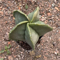 Rare Cactus, Astrophytum Myriostigm 2", Live Cactus Plant