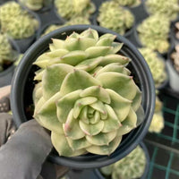 A hand holding a potted succulent plant with a large, intricate flower-like growth.