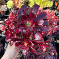 Rare Succulents, Aeonium Medusa Cluster 6”, Live Plant