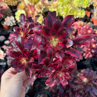 Rare Succulents, Aeonium Medusa Cluster 6”, Live Plant
