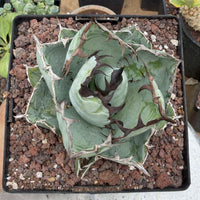 a potted succulent plant with a unique, twisted appearance, surrounded by rocks and soil.
